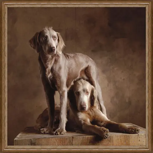 By Kohler  Longhaired Weimaraners 100x100x3cm (102643)