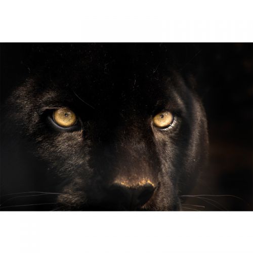 By Kohler  Picture Cougar 120x80cm Dibond (200211)